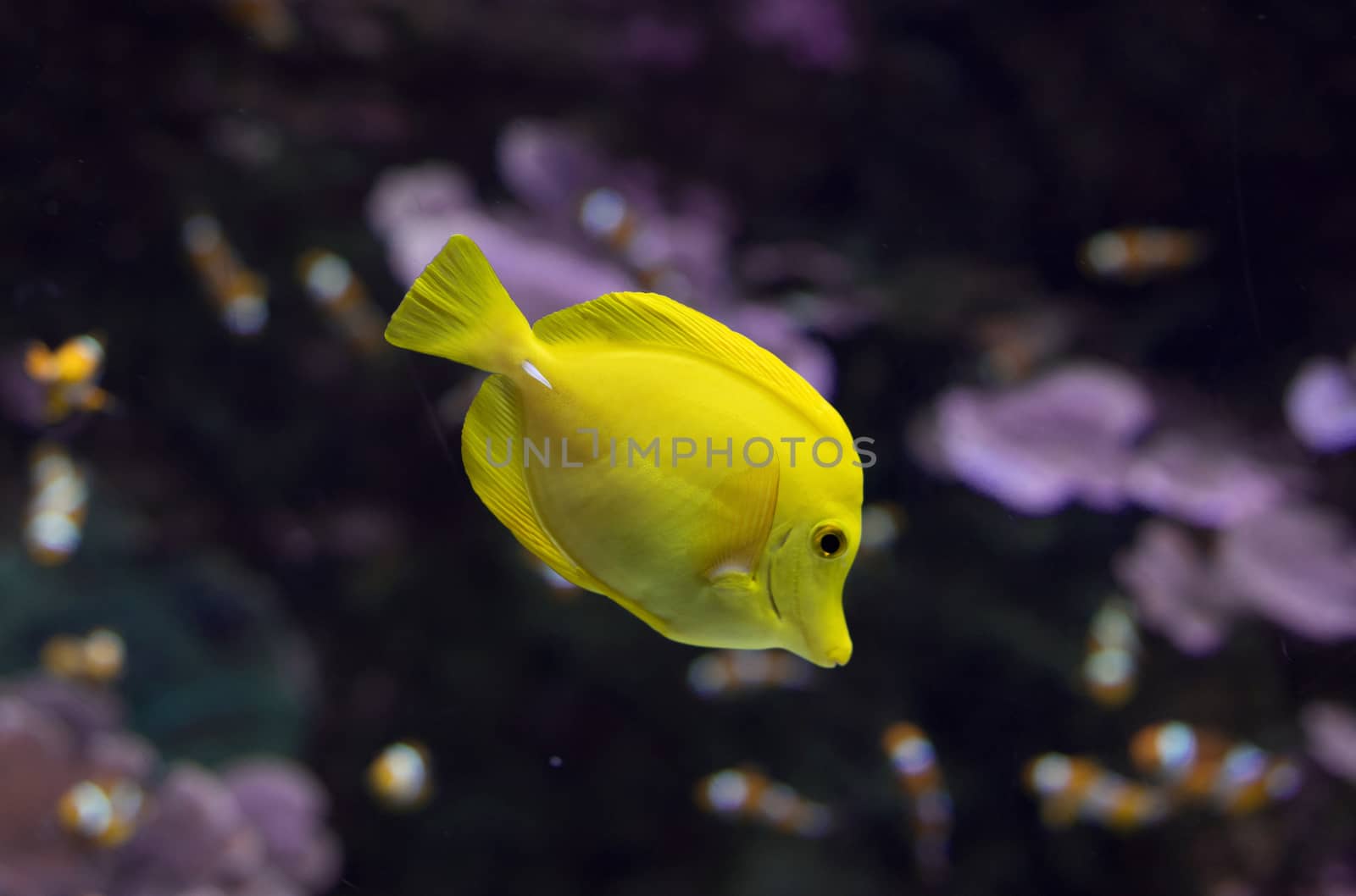 Yellow tang tropical fish by HERRAEZ