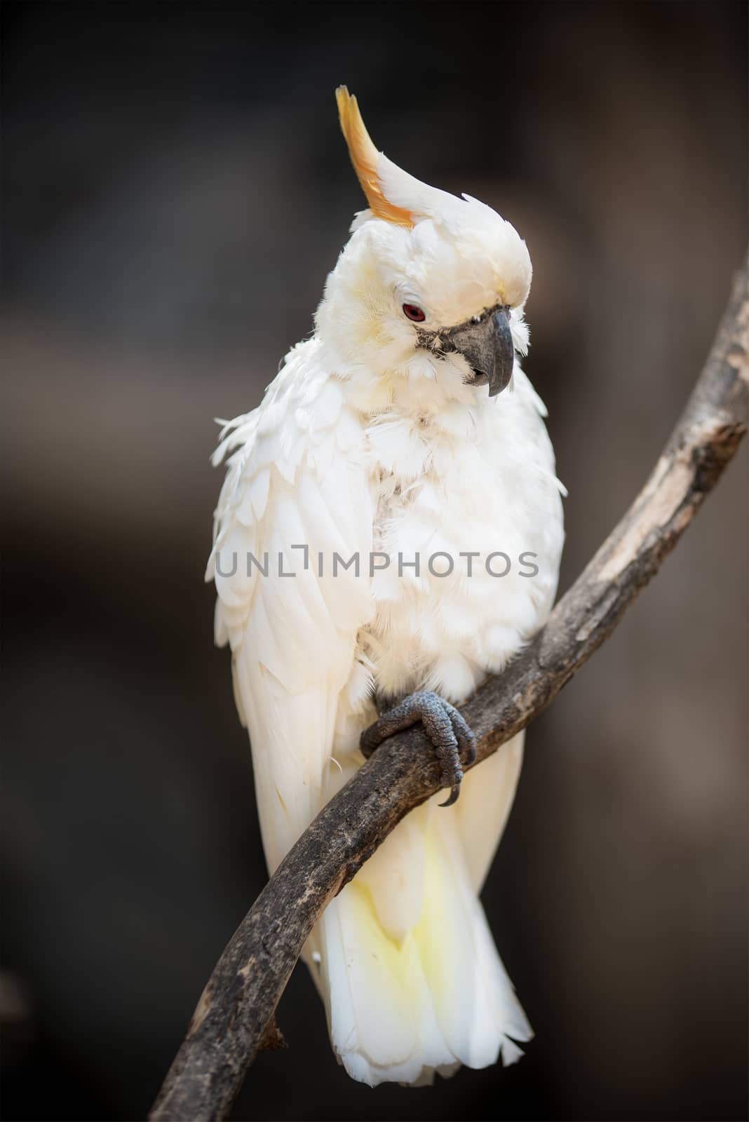 white Cockatoo, Sulphur-crested Cockatoo by HERRAEZ