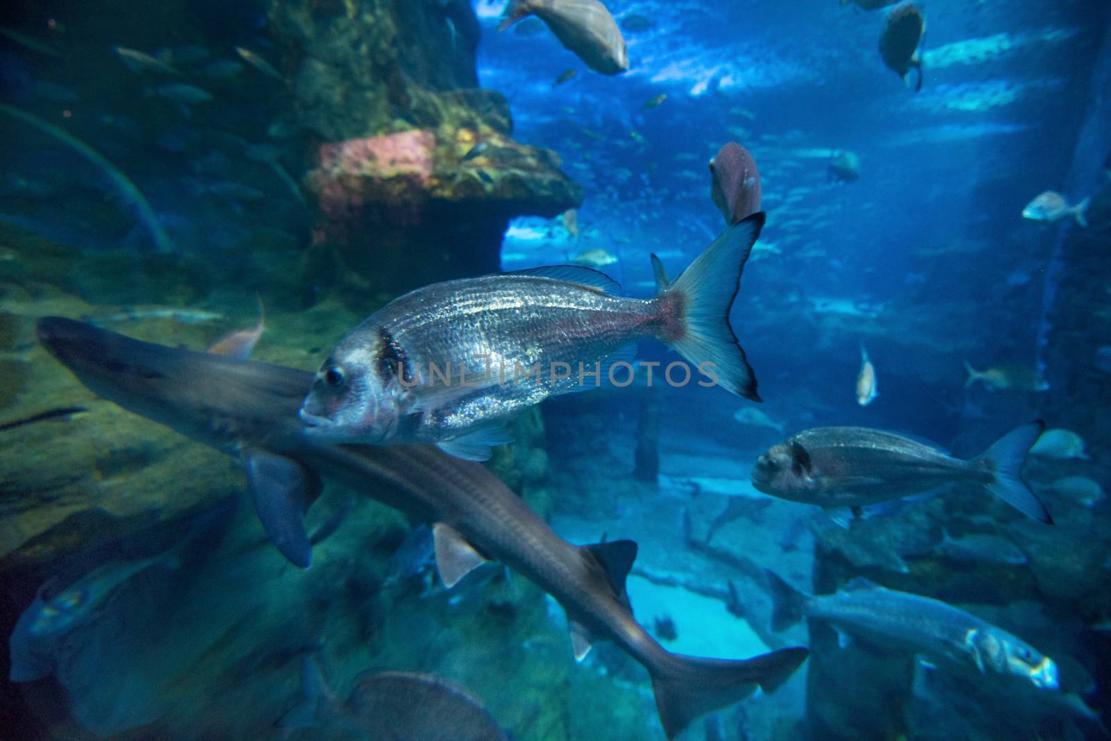 Fishes swimming in large seawater aquarium by HERRAEZ