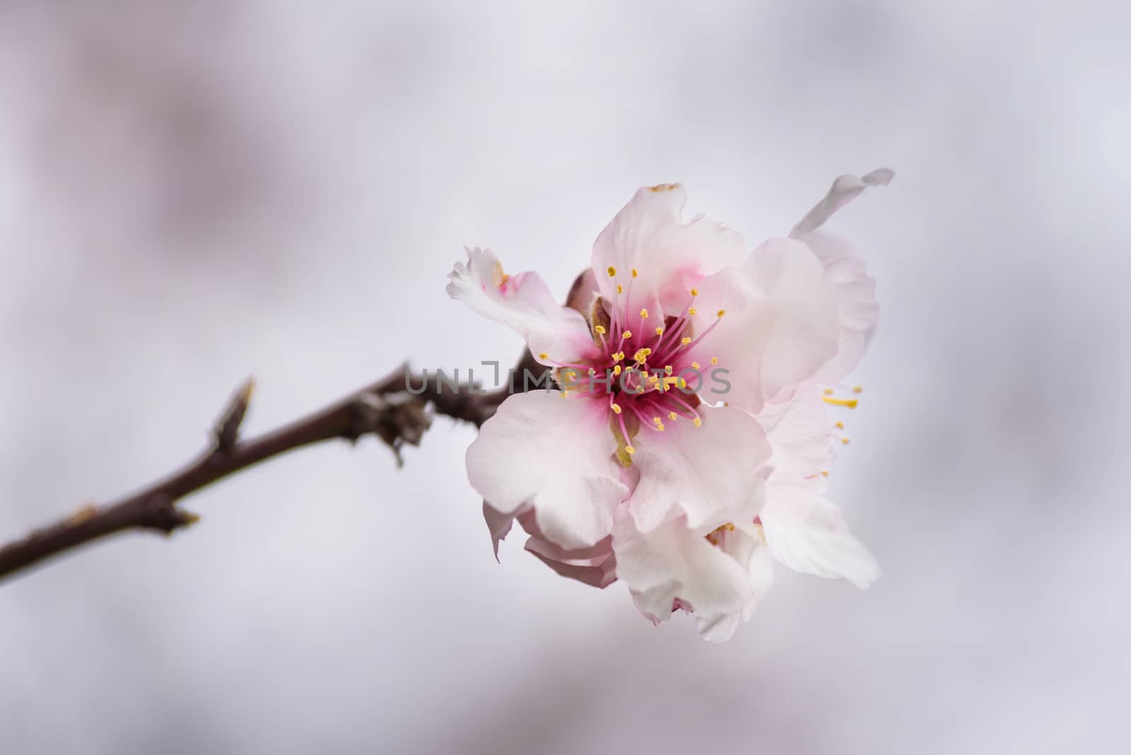 Close up almond tree flower. Shallow deep of field, selective focus. by HERRAEZ
