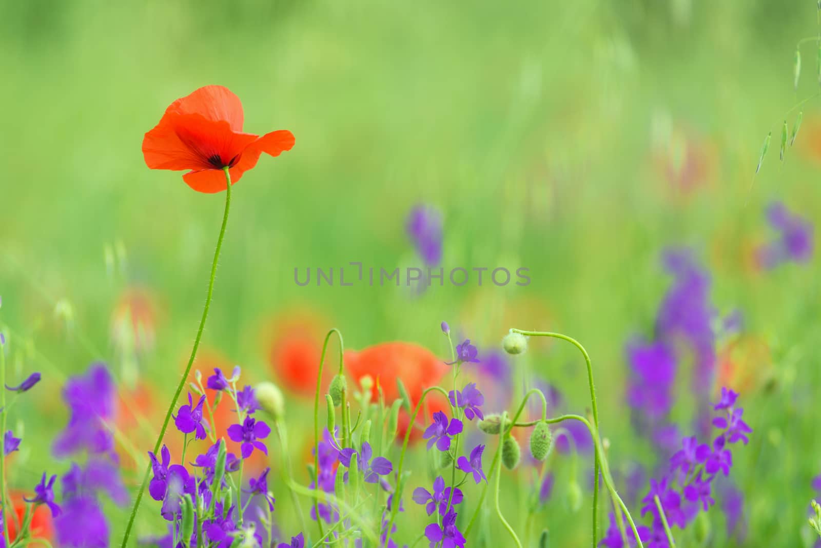 close up in poppy field and sun. Spring summer nature background by HERRAEZ
