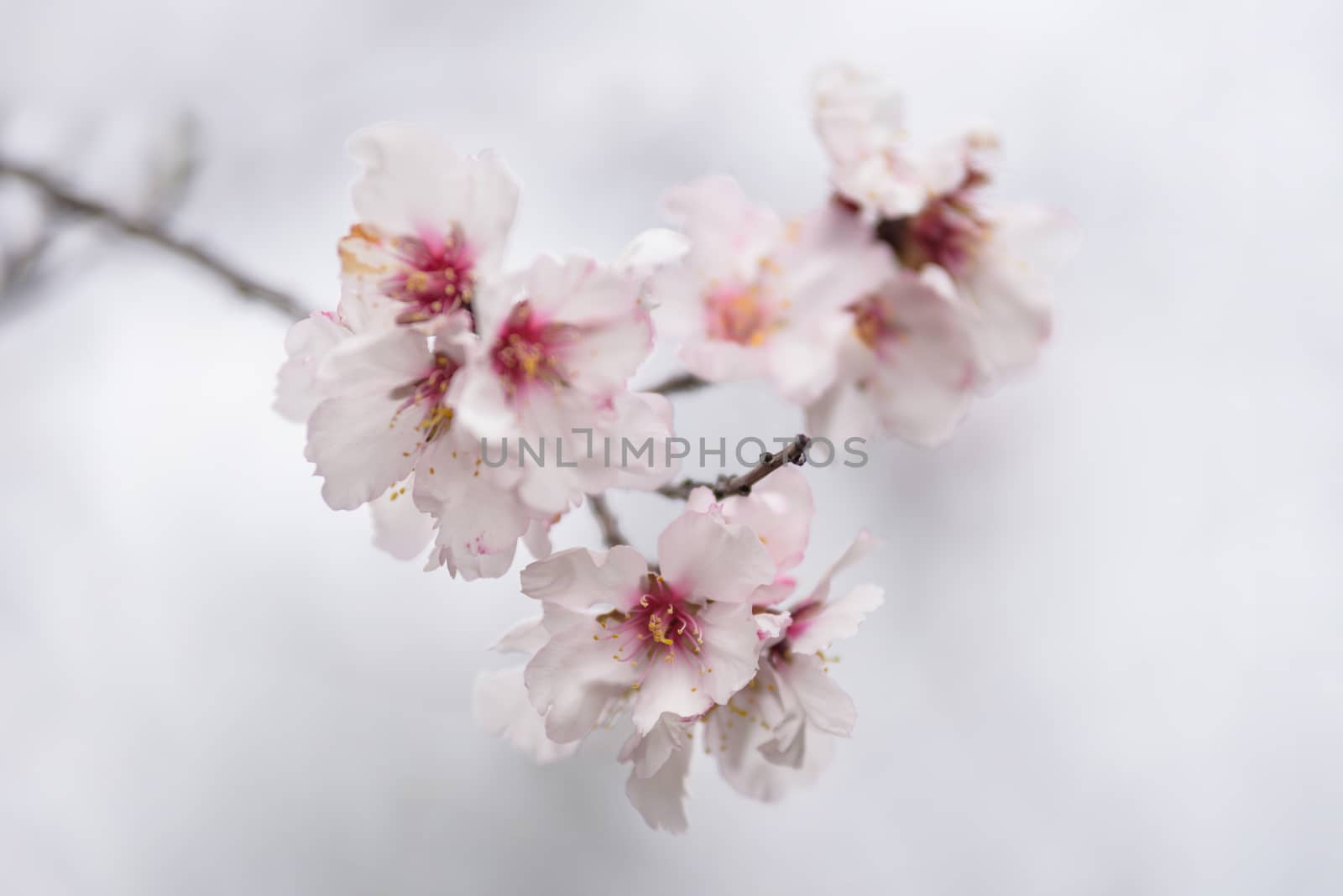 Close up almond tree flower. Shallow deep of field. by HERRAEZ