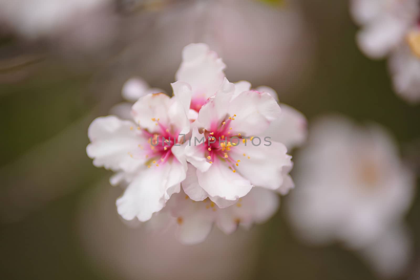 Close up almond tree flower. Shallow deep of field, selective fo by HERRAEZ