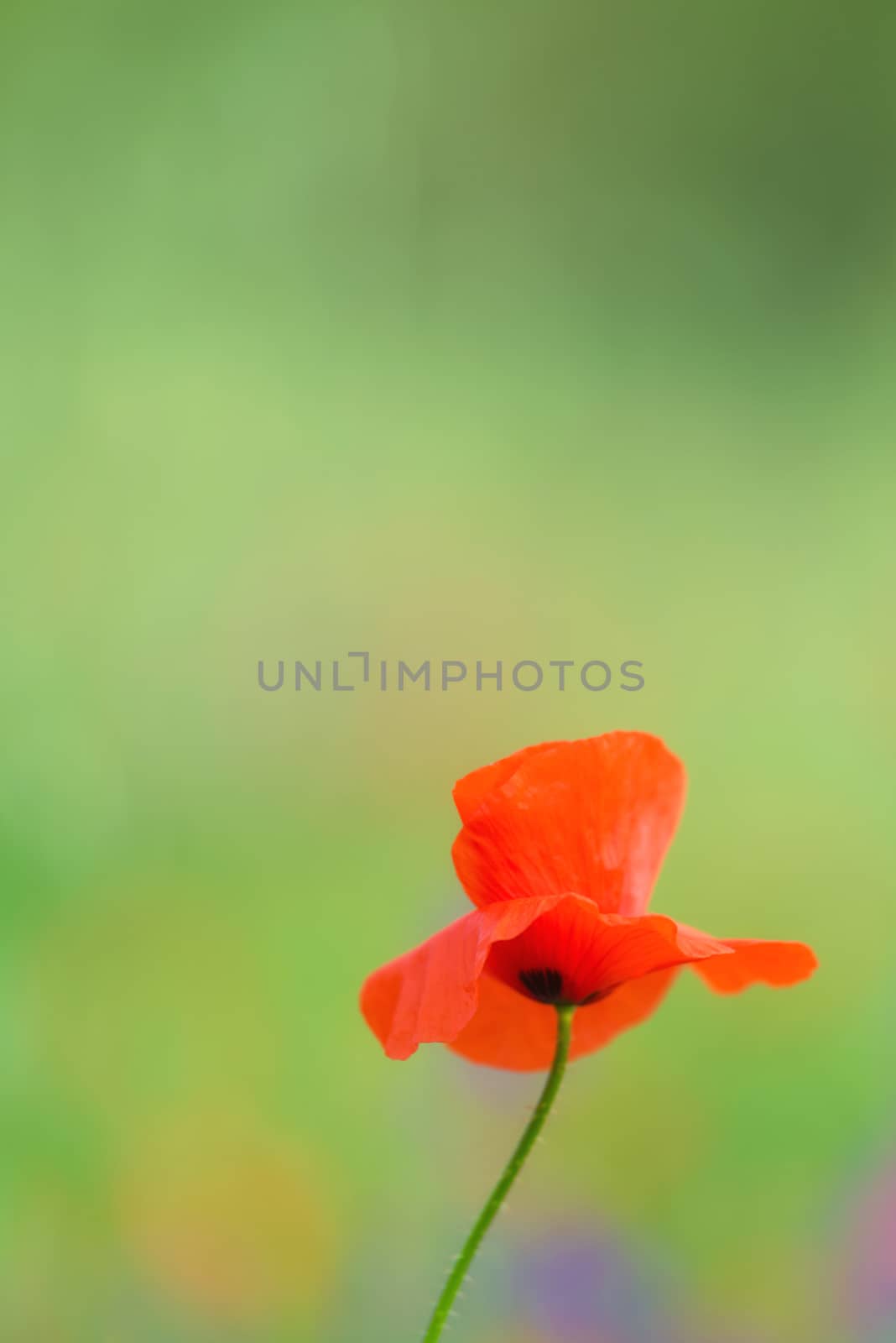 close up in poppy field and sun. Spring summer nature background concept. Shallow deep of field. Selective focus.