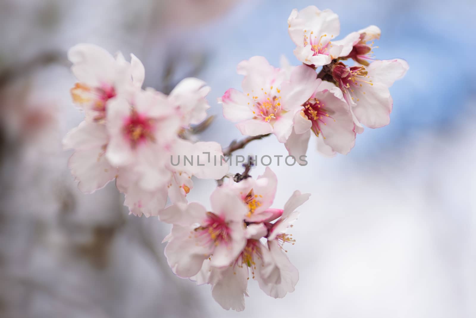 Close up almond tree flower. Shallow deep of field, selective focus. by HERRAEZ