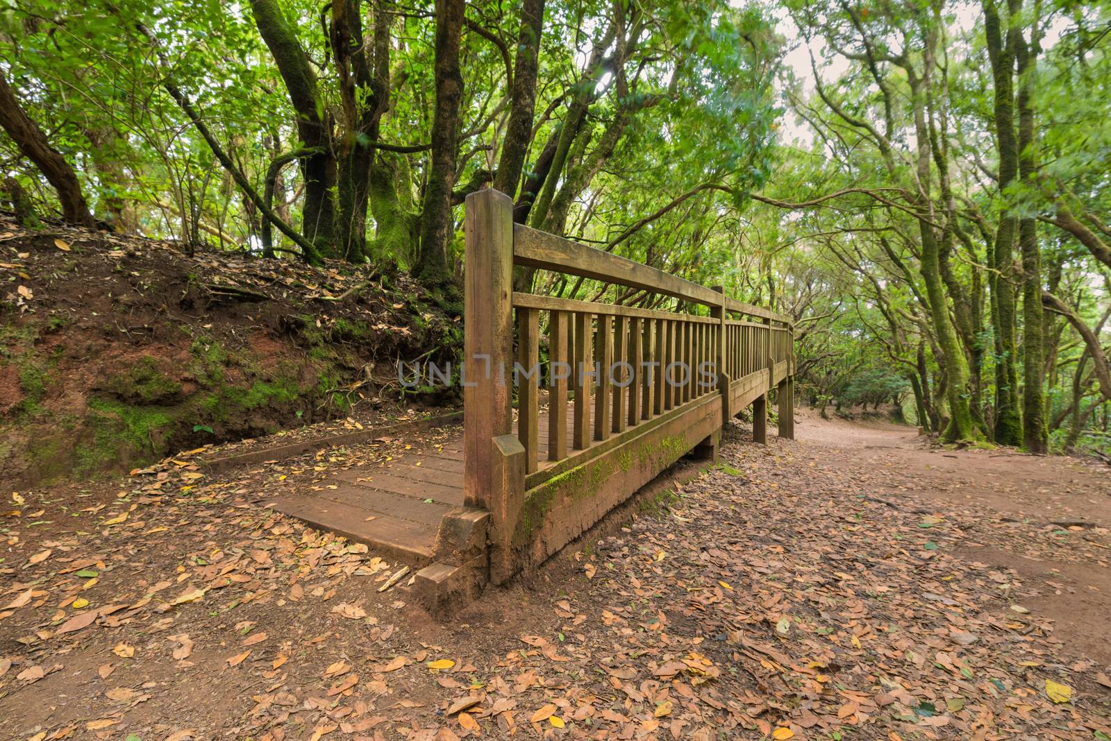 Pathway in Tropical forest, Anaga, Tenerife, Canary island, Spain.