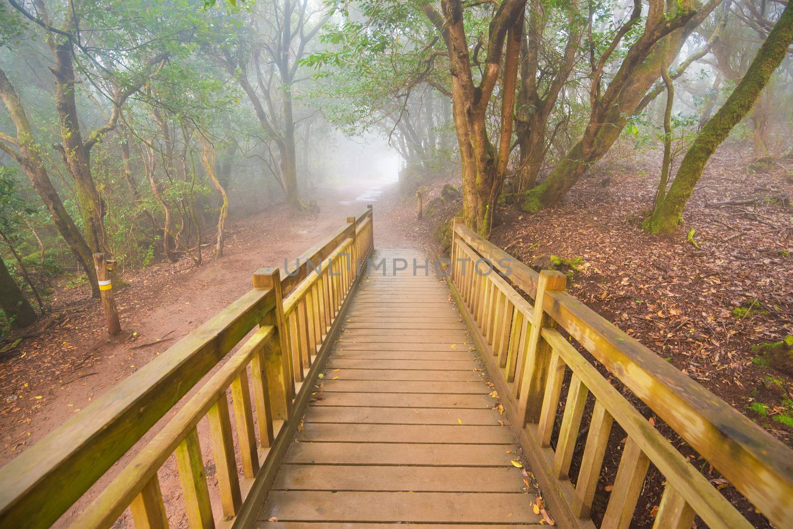Foggy laurisilva forest in Anaga mountains, Tenerife, Canary island, Spain. by HERRAEZ