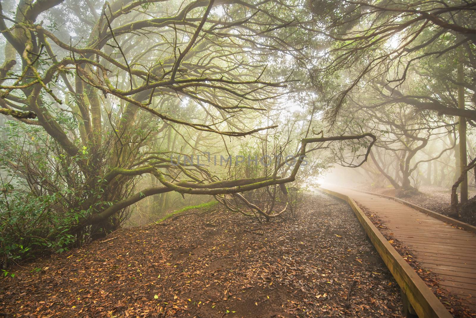 Misty forest in Anaga mountains, Tenerife, Canary island, Spain. by HERRAEZ