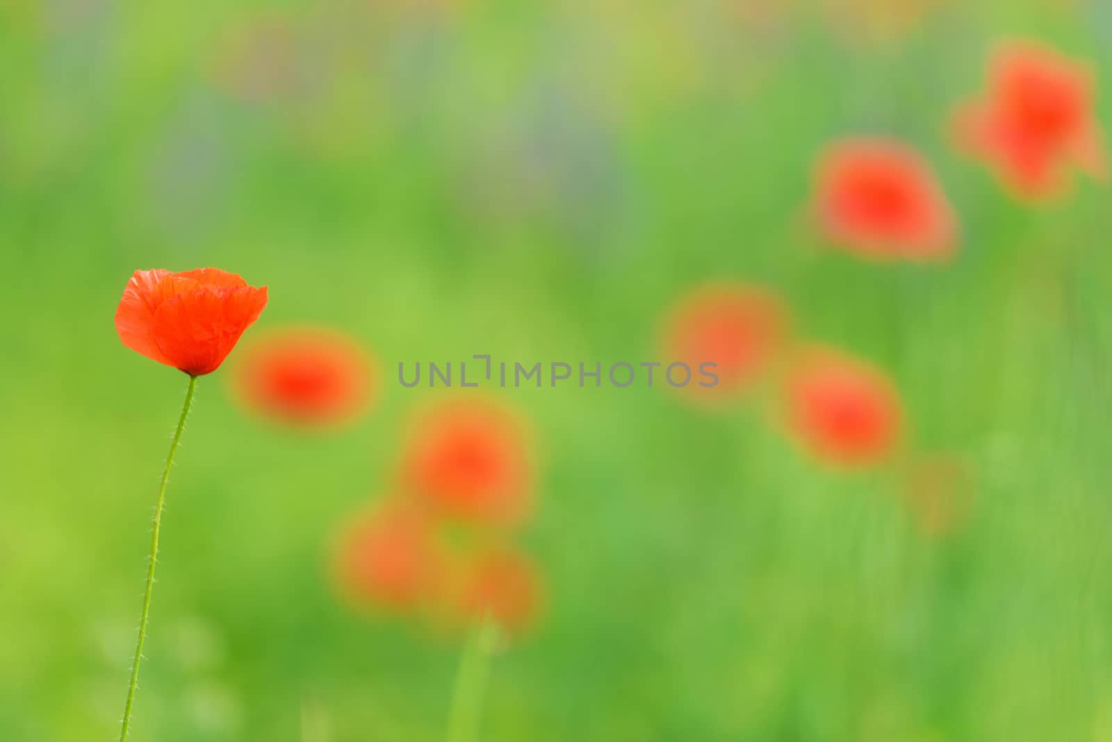 Beautiful close up in poppy field and sun. Spring summer nature  by HERRAEZ