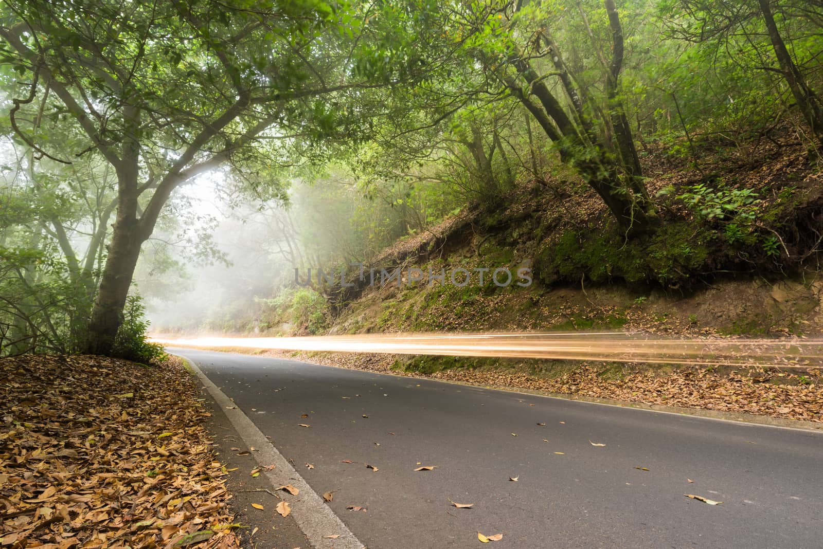 Car light trails in the foggy forest, Anaga, tenerife, Canary island, Spain. by HERRAEZ