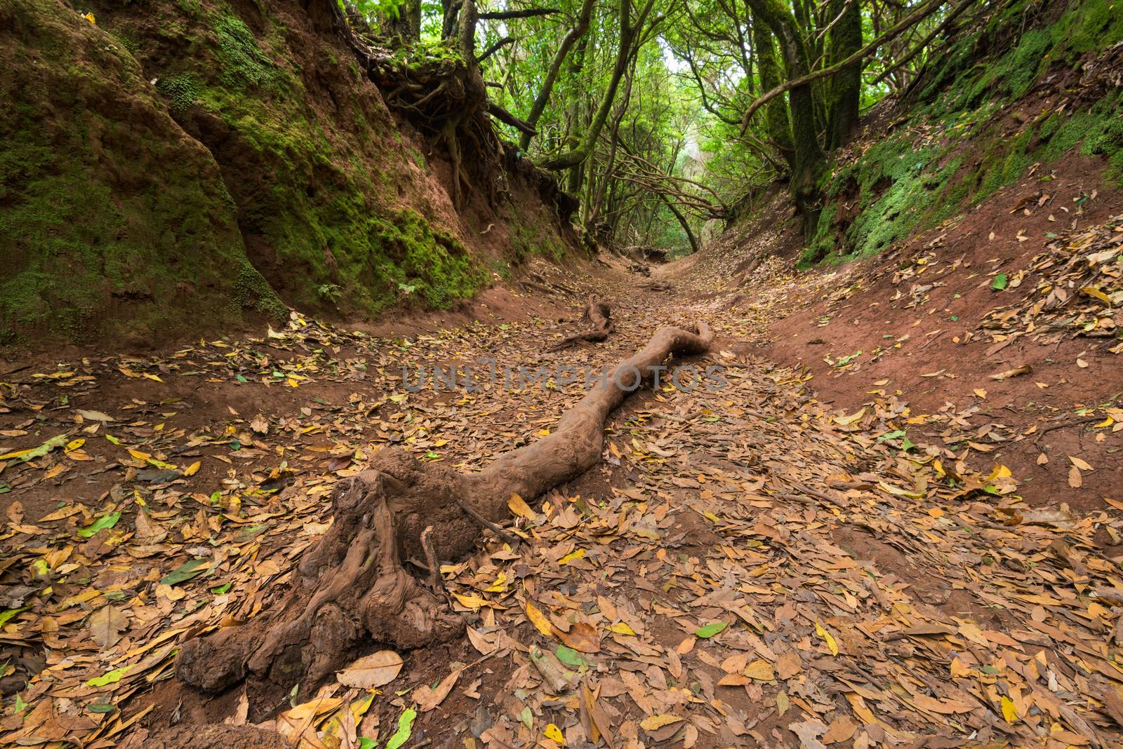 SubTropical forest in Anaga, Tenerife, Canary island, Spain. by HERRAEZ