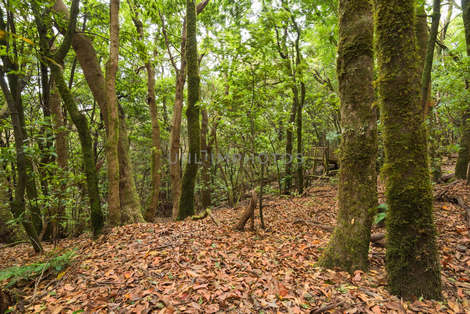 SubTropical forest in Anaga, Tenerife, Canary island, Spain. by HERRAEZ