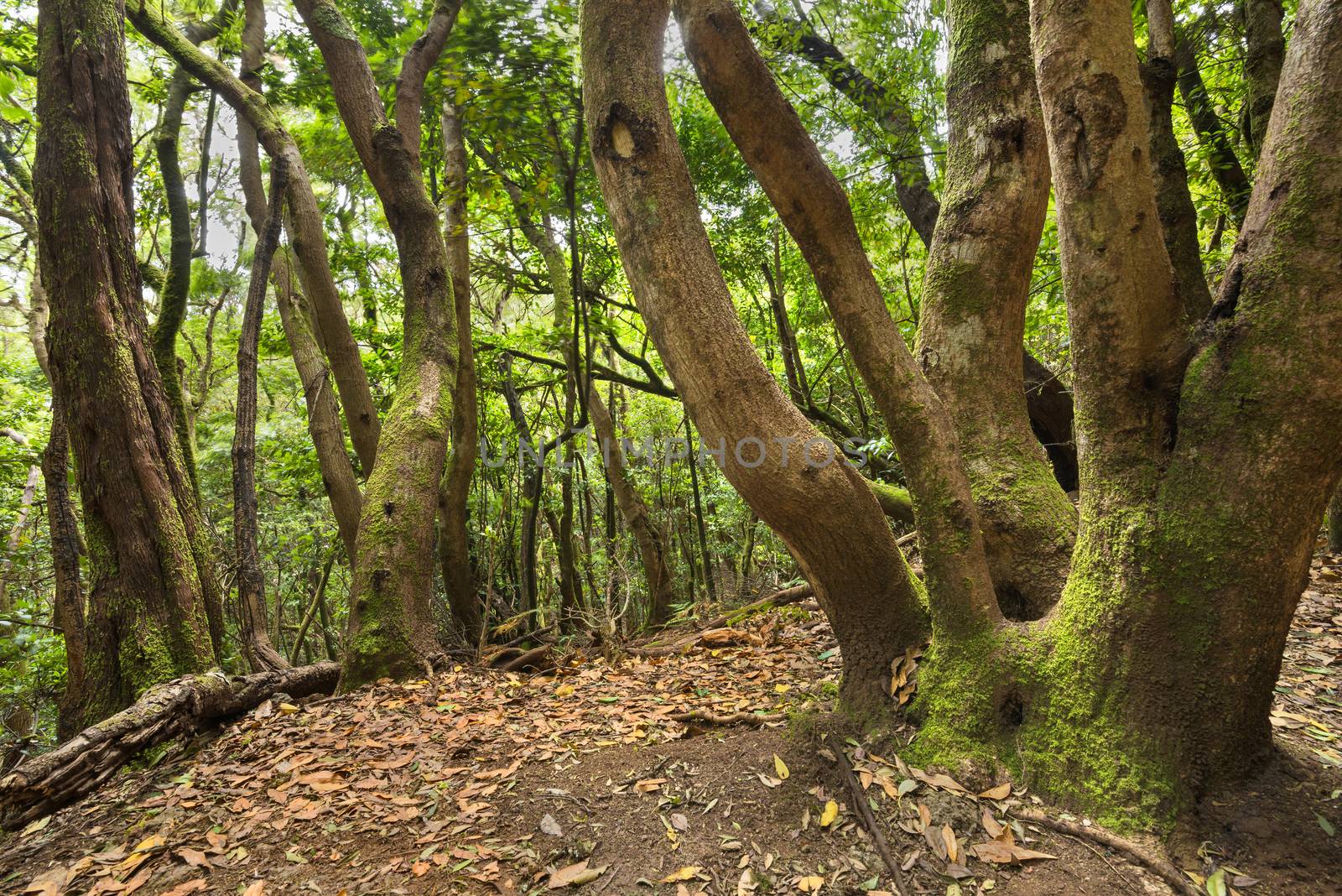Tropical forest in Anaga, Tenerife, Canary island, Spain.
