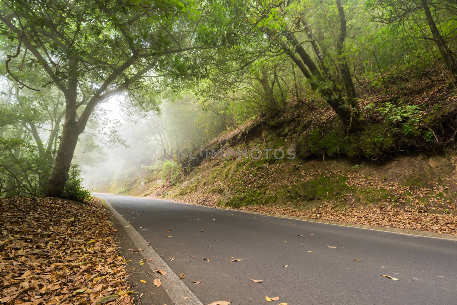 Road in the misty forest.