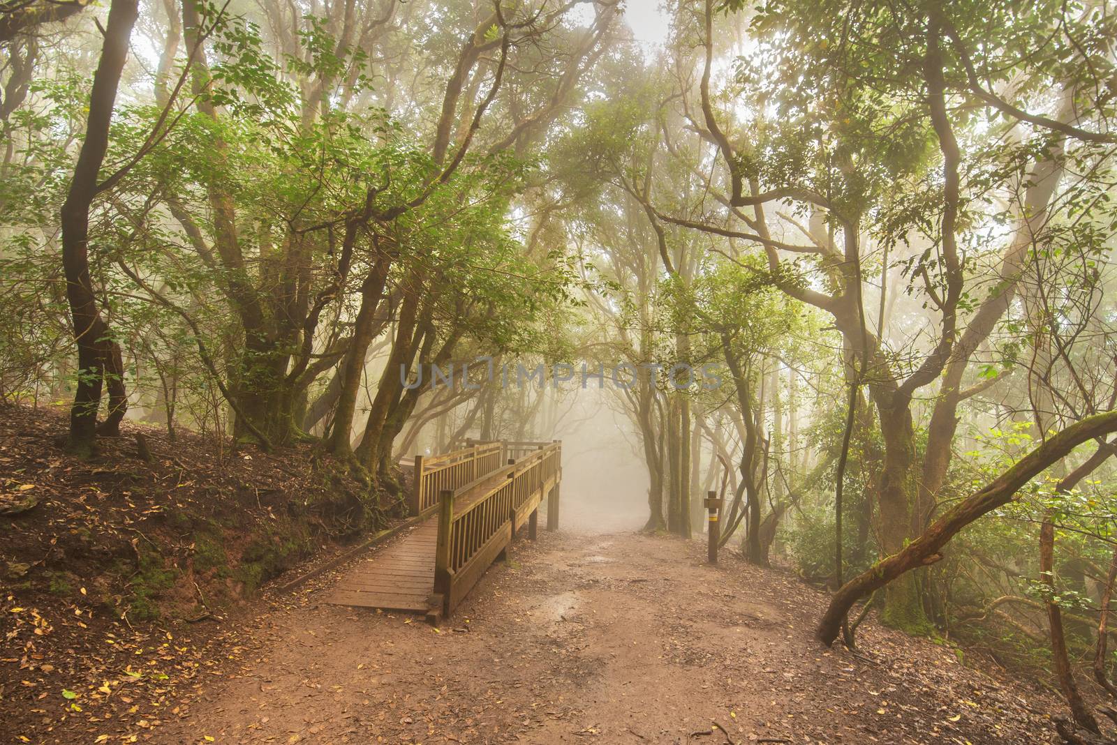 Misty forest in Anaga mountains, Tenerife, Canary island, Spain.