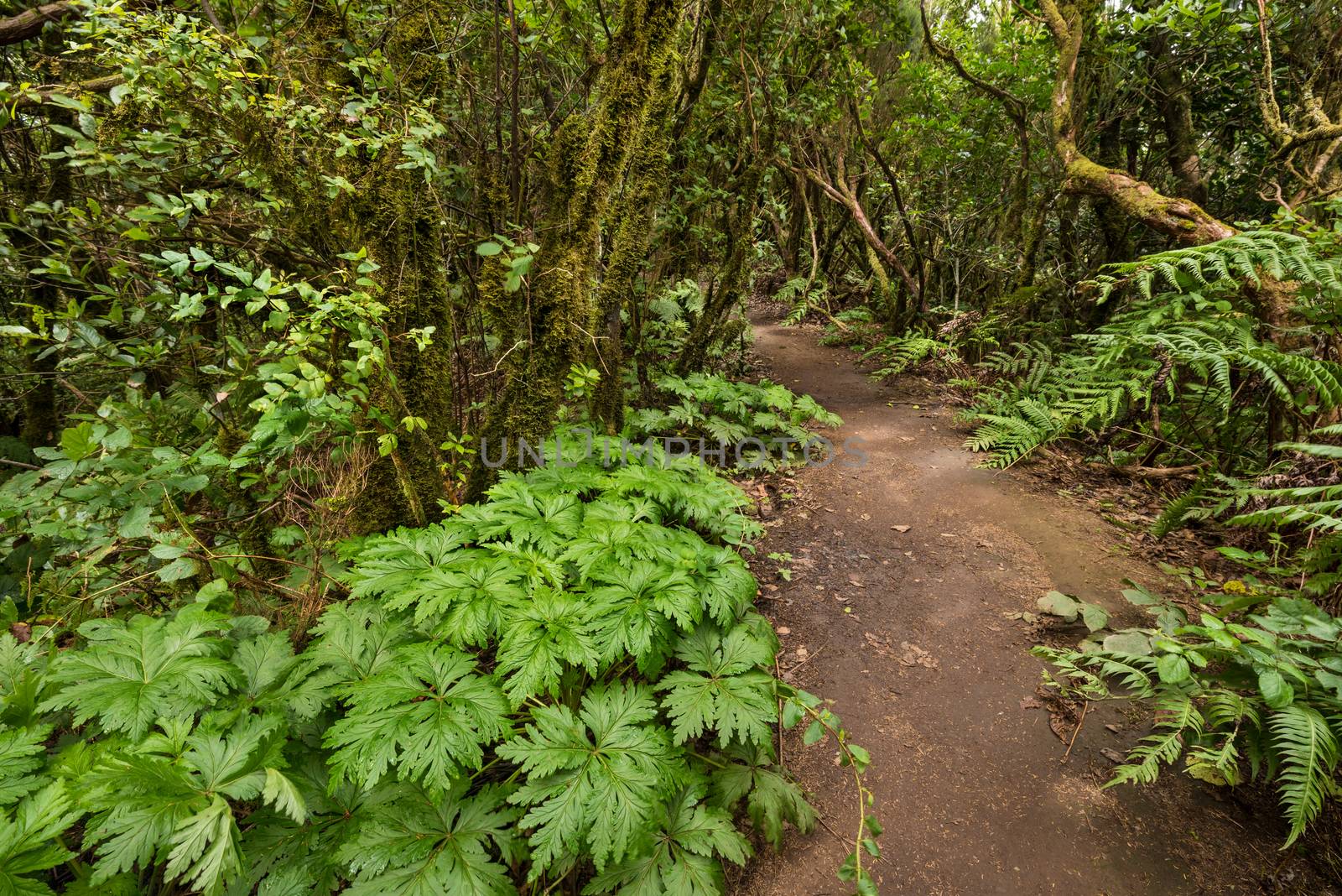 Anaga rain forest in Tenerife island, Canary islands, Spain.