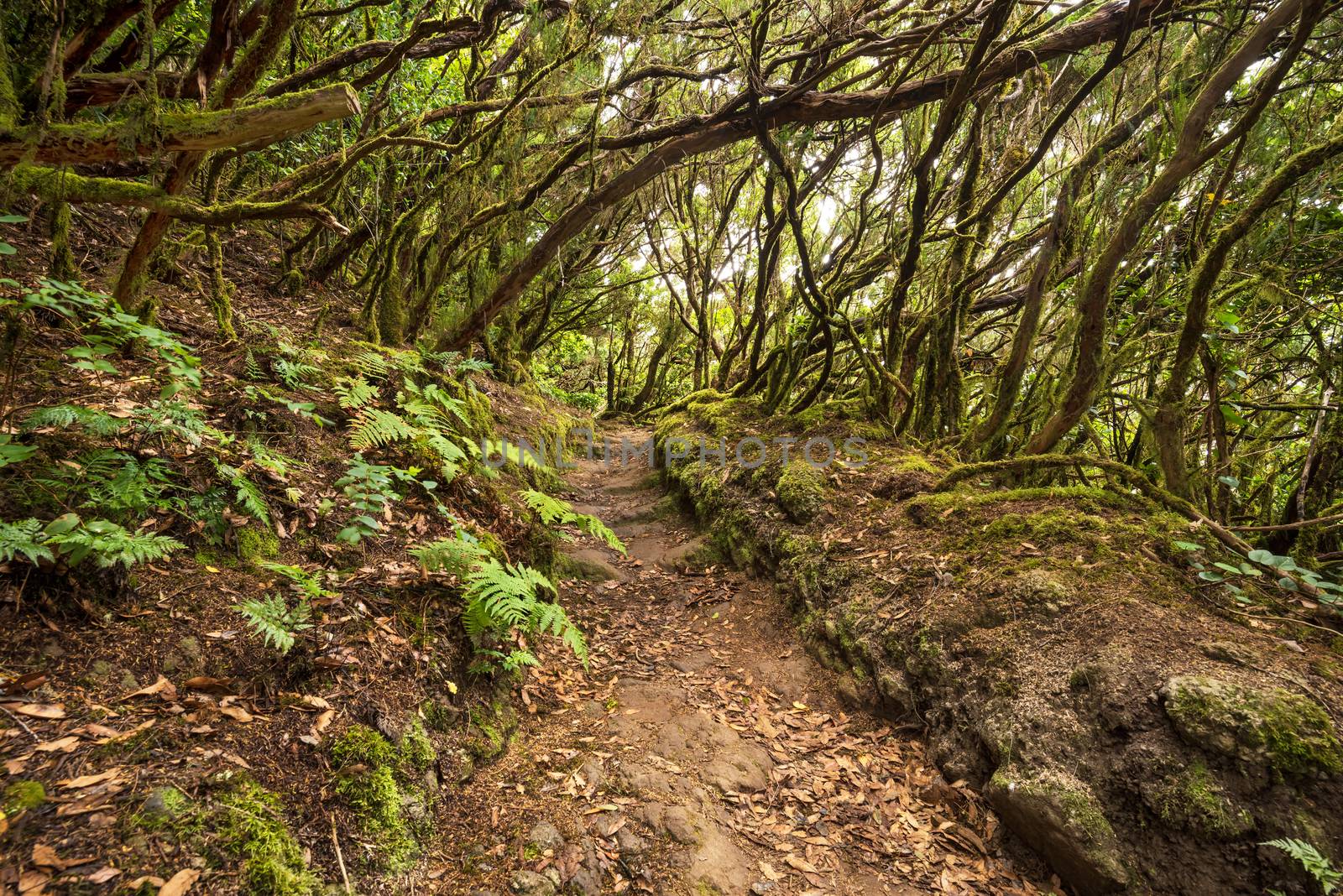 Anaga rain forest in Tenerife island, Canary islands, Spain. by HERRAEZ