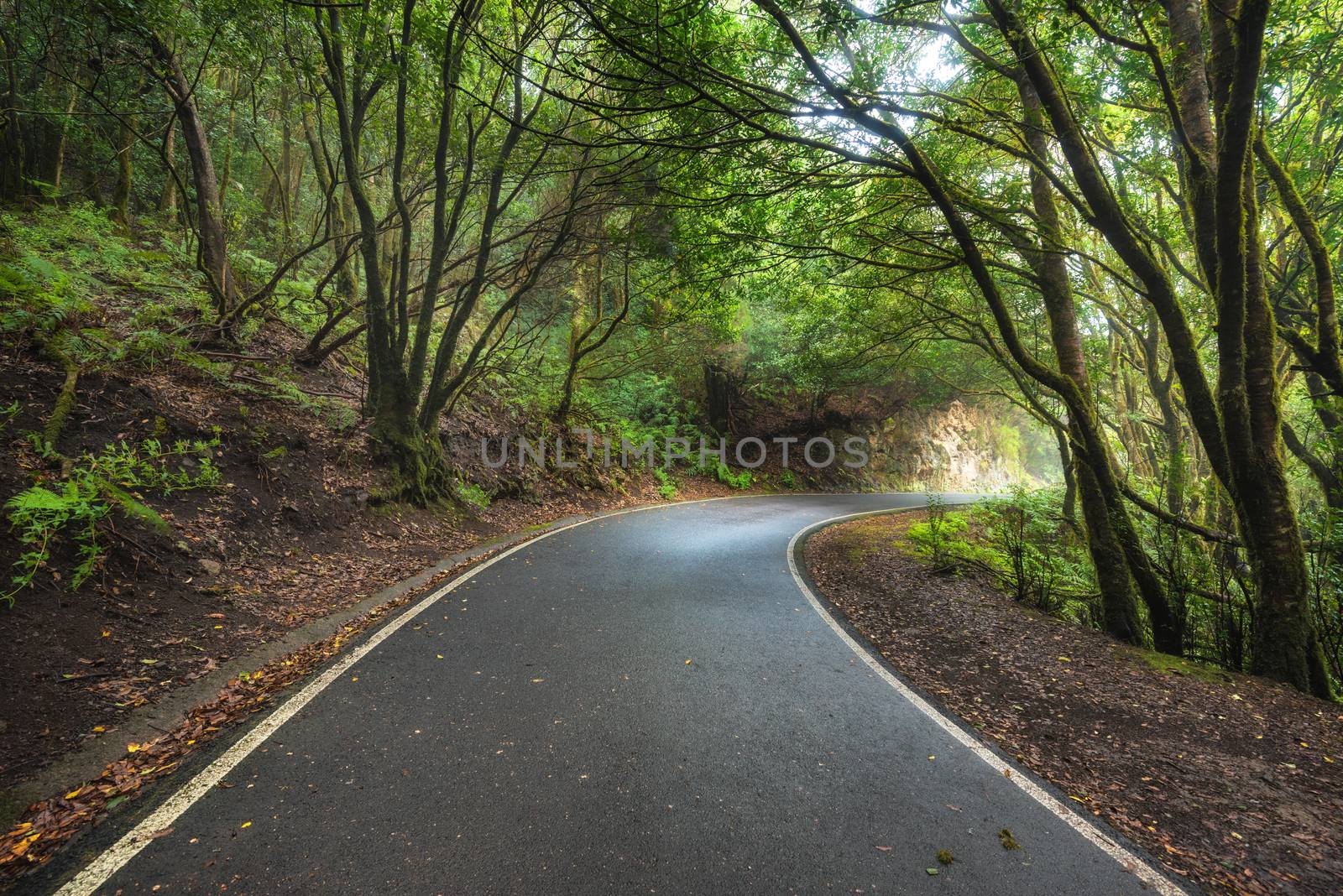 Magic Laurisilva rain forest in Anaga mountains, Tenerife, Canary islands, Spain. by HERRAEZ