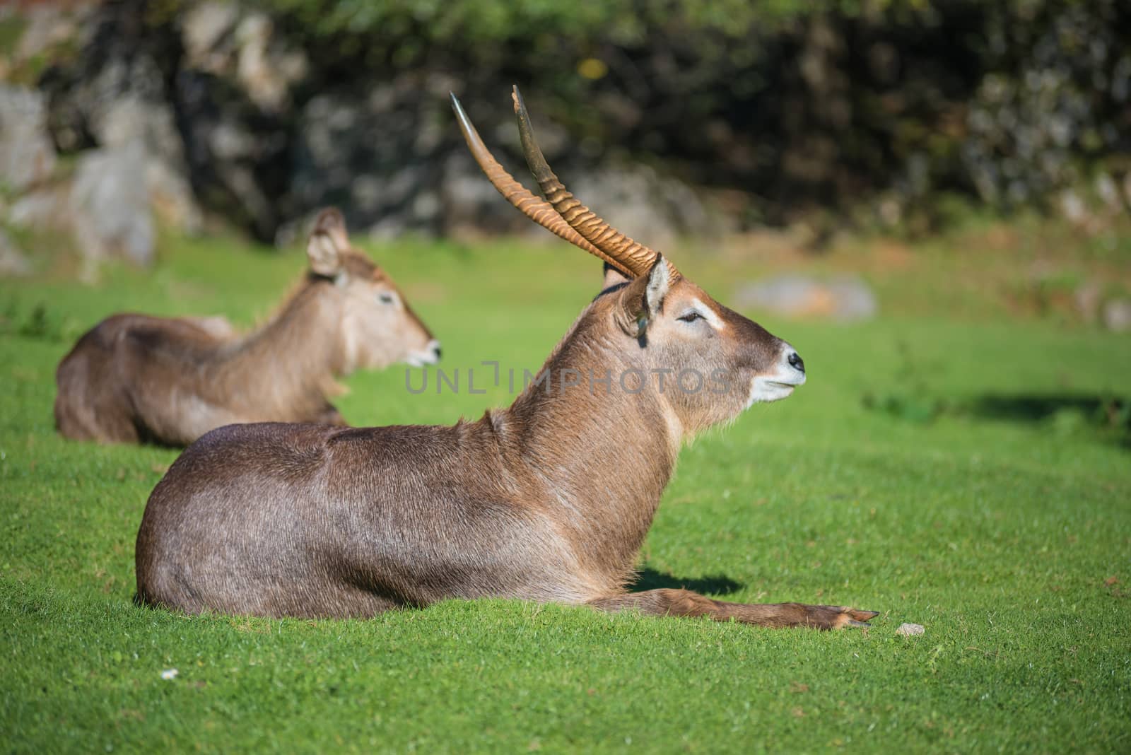 Antelope standing on the grass by HERRAEZ