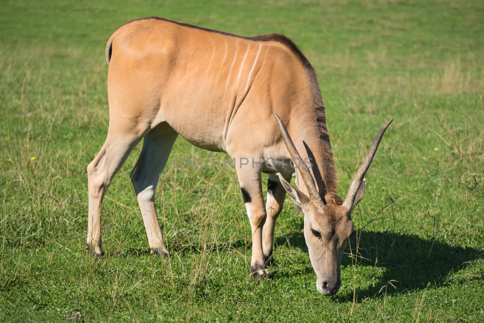 Antelope standing on the grass by HERRAEZ