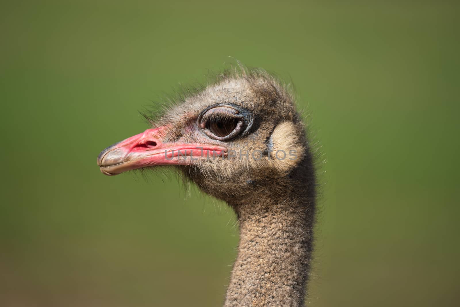 Close up view of an Ostrich on nice blurred background by HERRAEZ