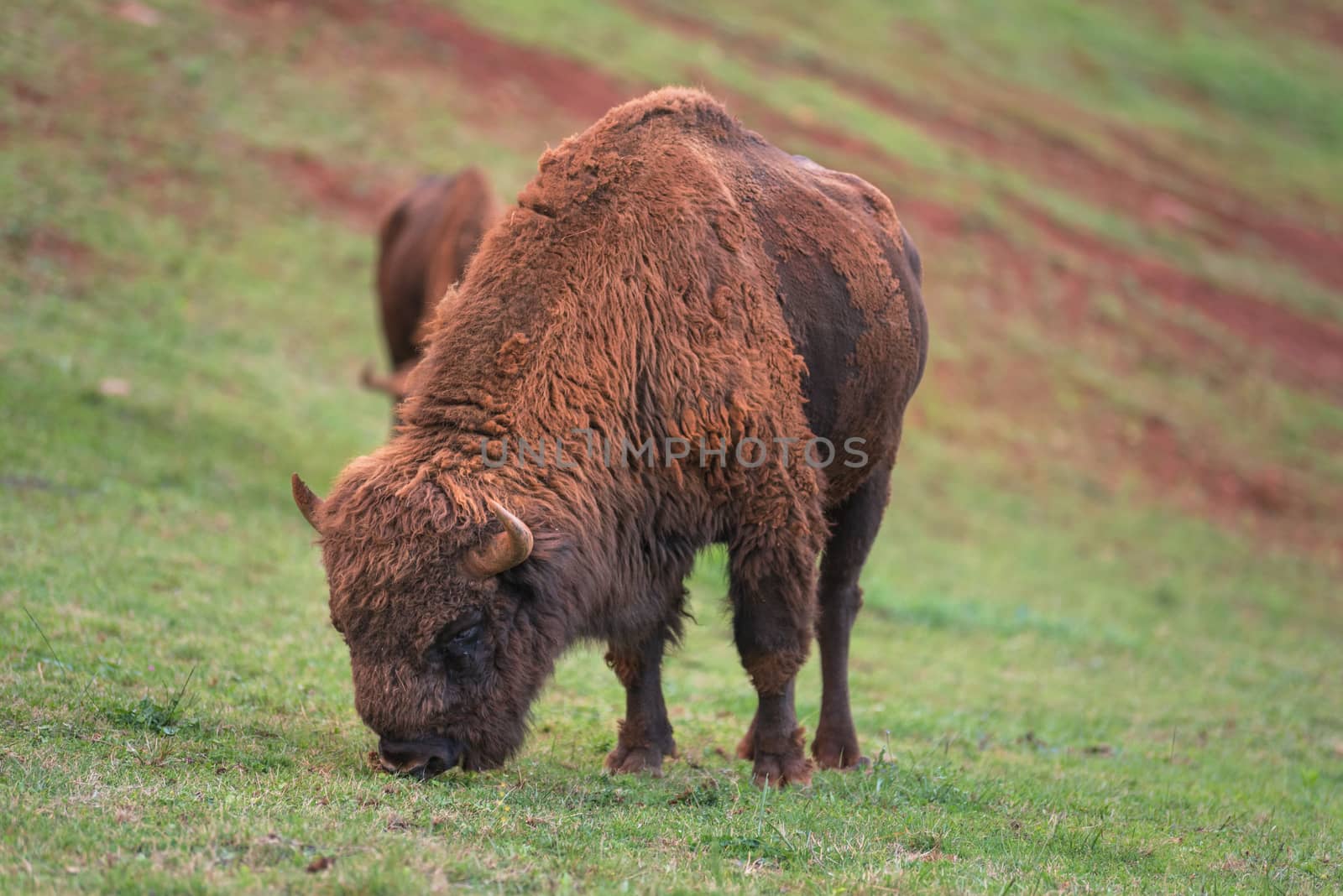 European Bison by HERRAEZ