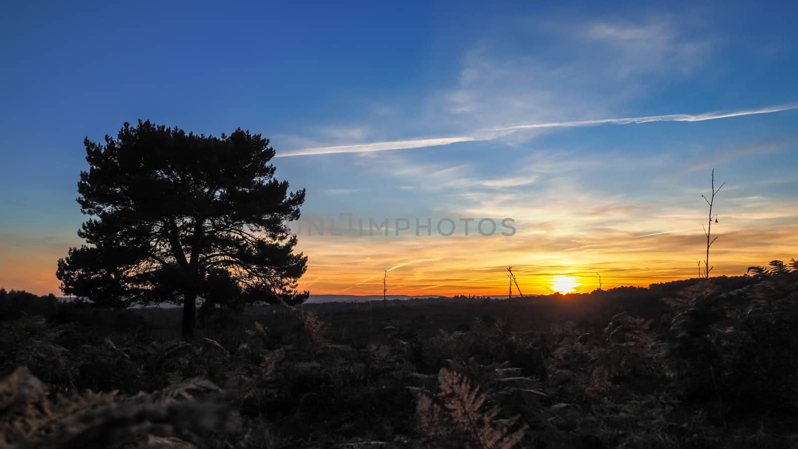 Sunset over the Ashdown Forest in Sussex by phil_bird