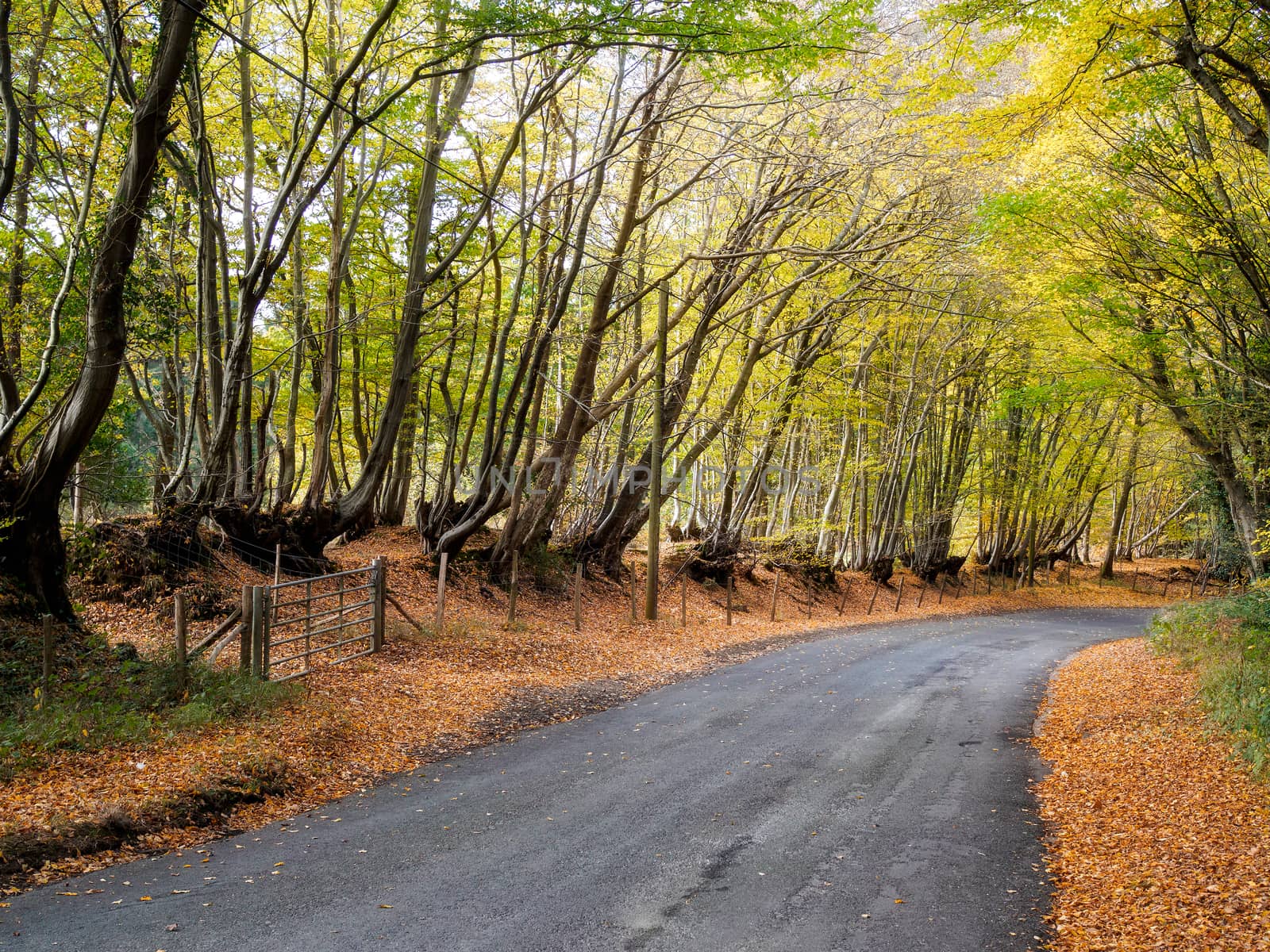 Autumnal Scene in the Sussex Countryside