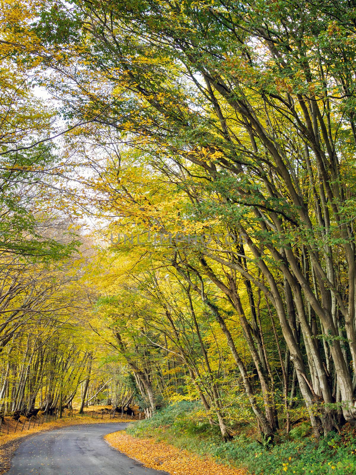 Autumnal Scene in the Sussex Countryside by phil_bird