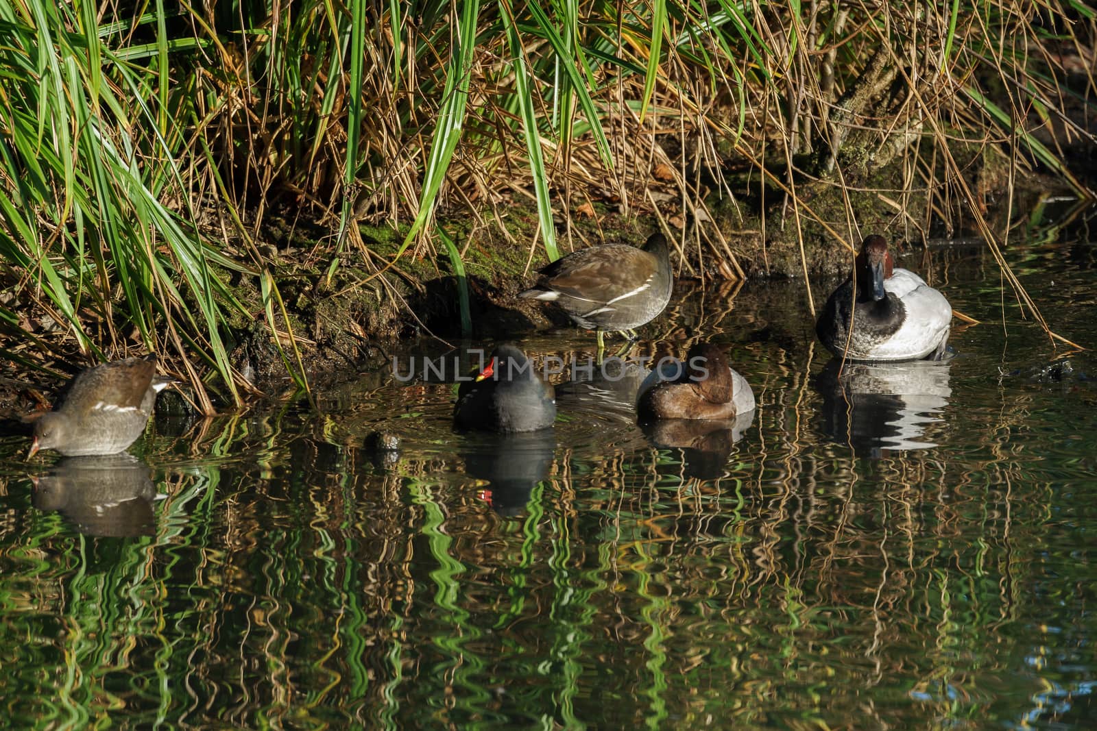 Assorted Waterfowl at the London Wetland Centre by phil_bird