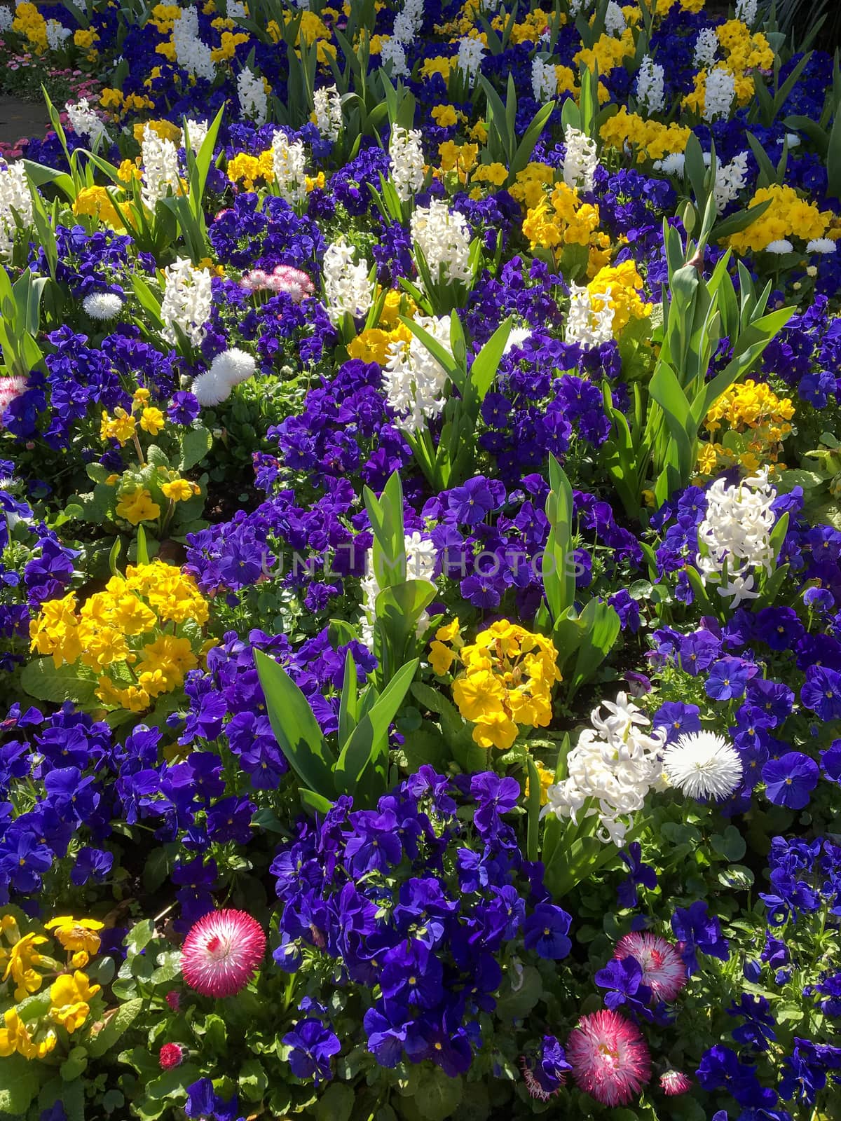 Colourful Bed of Flowers in East Grinstead by phil_bird