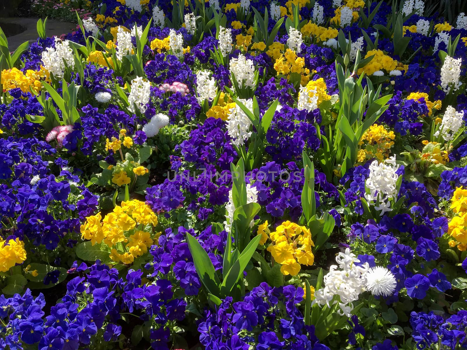 Colourful Bed of Flowers in East Grinstead