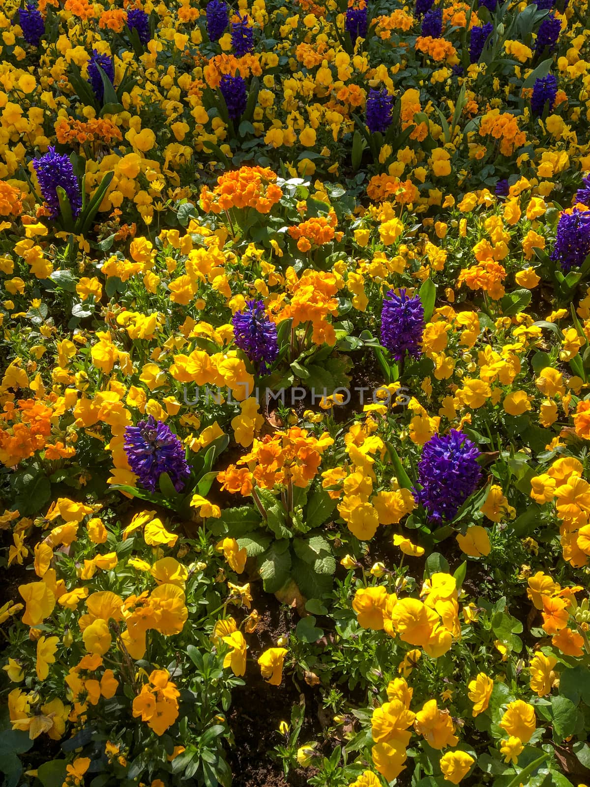 Colourful Bed of Flowers in East Grinstead by phil_bird