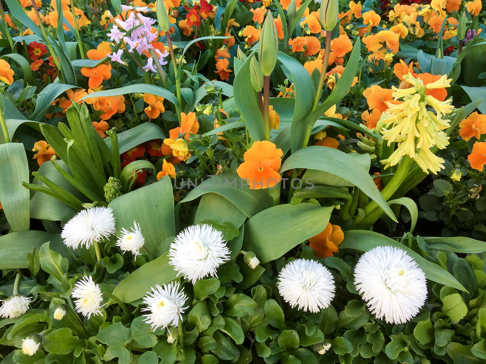 Colourful Bed of Flowers in East Grinstead by phil_bird