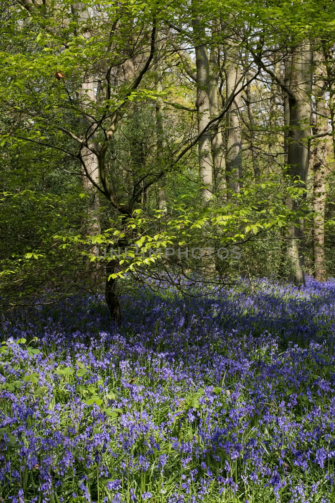 Bluebells in Staffhurst Woods near Oxted Surrey