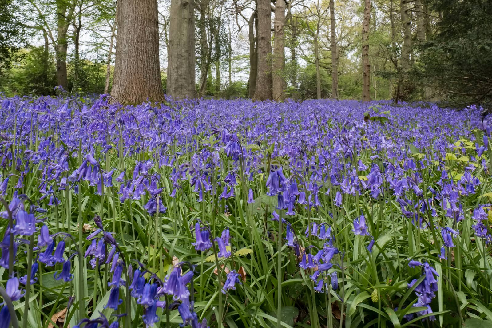 Bluebells in Staffhurst Woods near Oxted Surrey by phil_bird