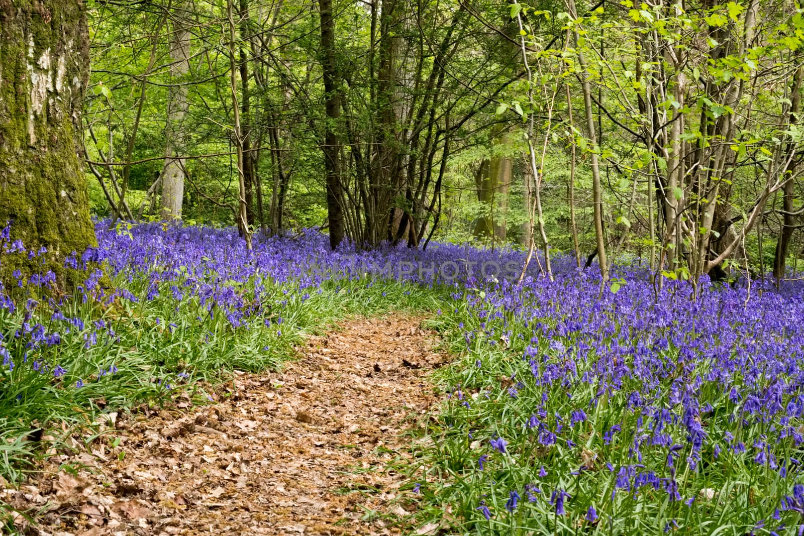 Bluebells in Staffhurst Woods near Oxted Surrey by phil_bird