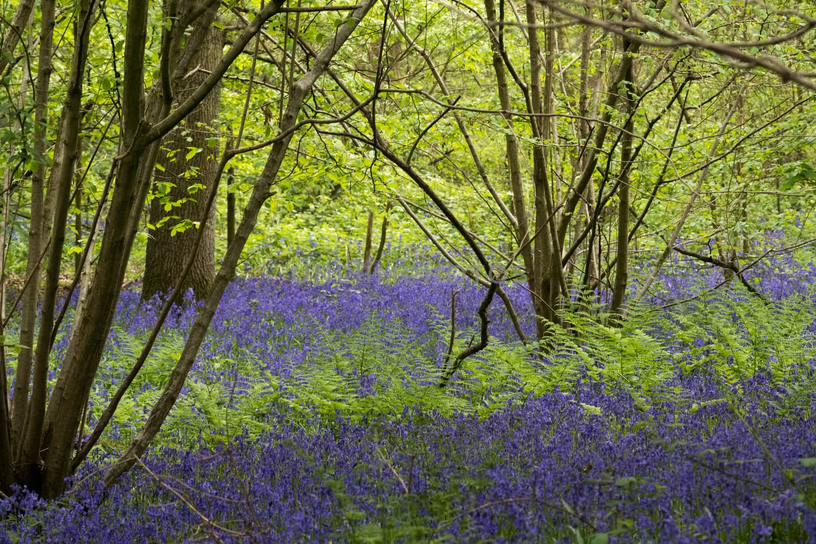 Bluebells in Staffhurst Woods near Oxted Surrey by phil_bird