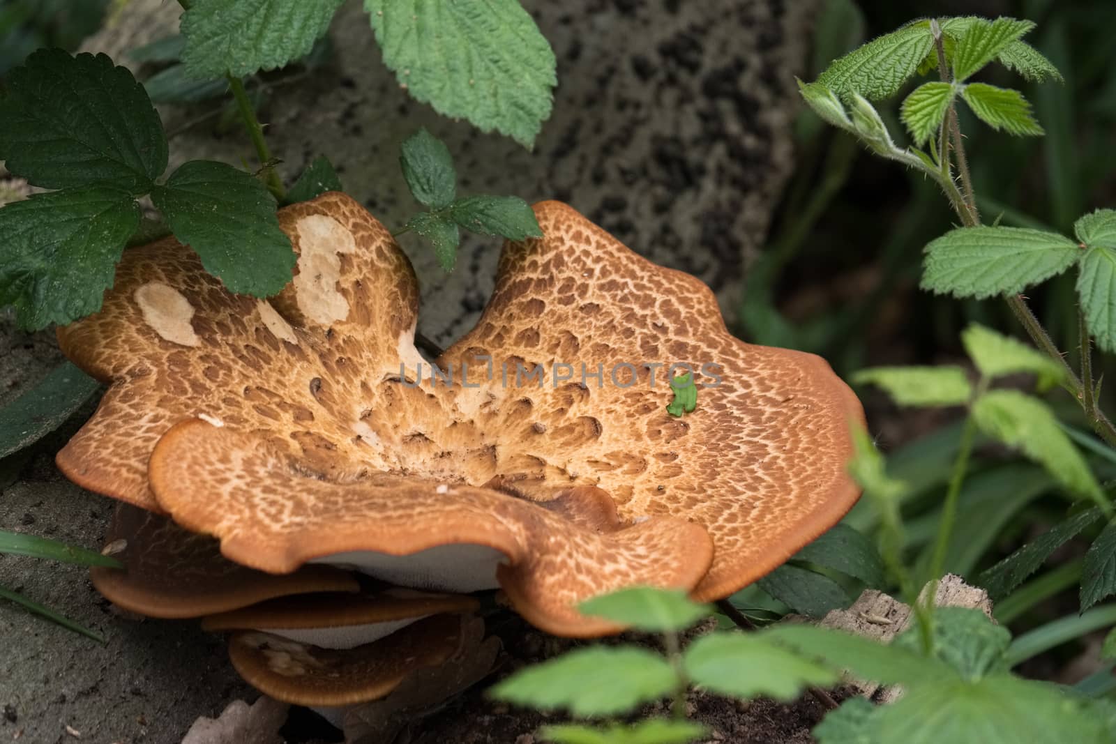 Large Bracket Fungus (Inonotus dryadeus) by phil_bird