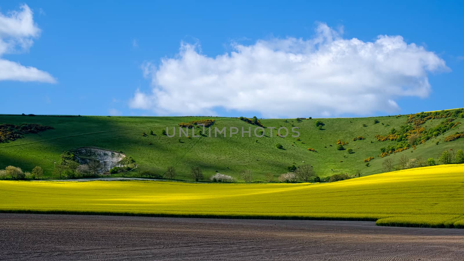 Rapeseed in the Rolling Sussex Countryside