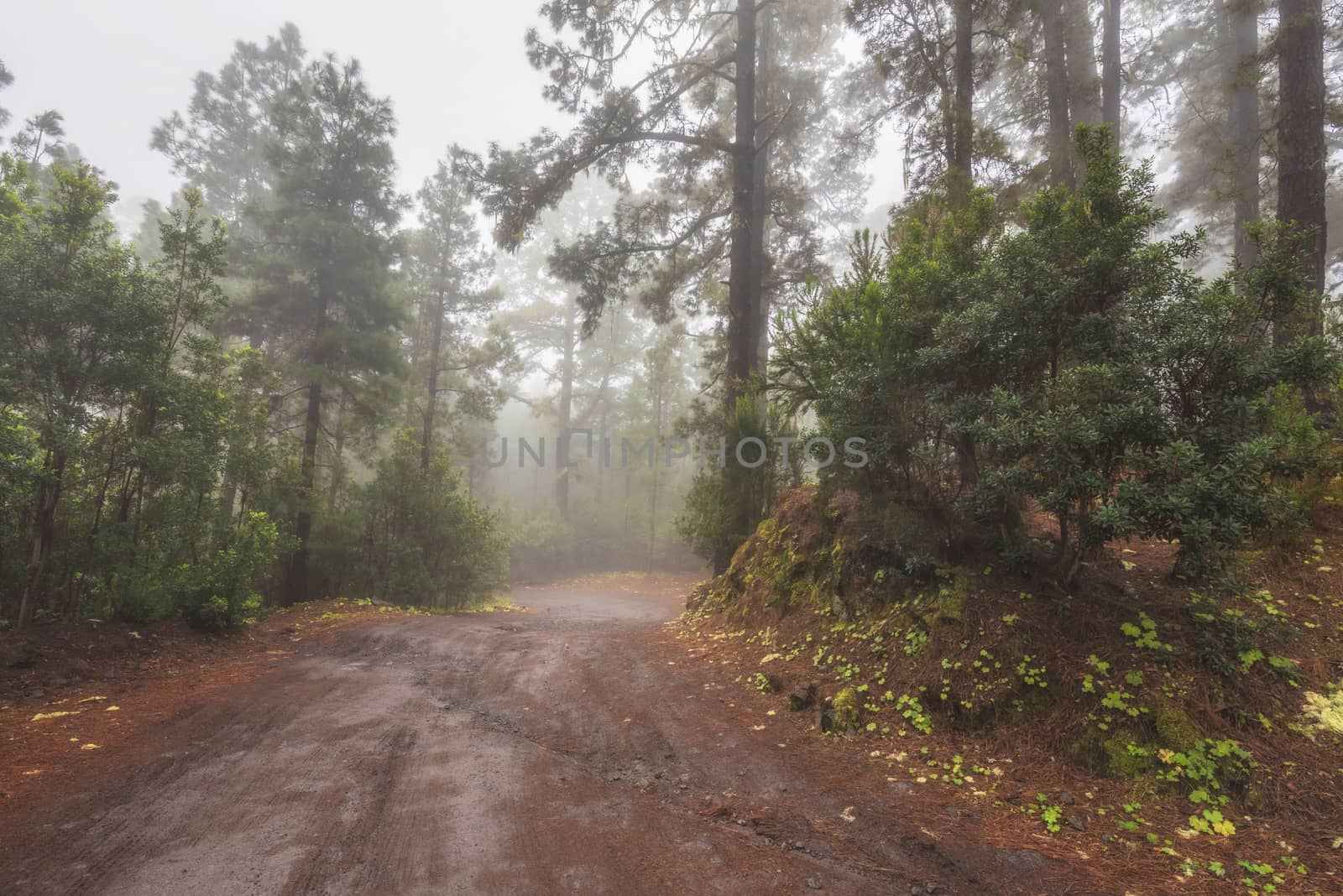 Beautiful foggy forest in Arenas Negras, Tenerife, Canary islands, Spain.