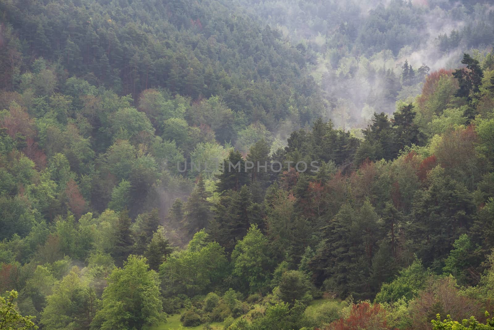 Autumn misty forest in La Rioja, Spain.
