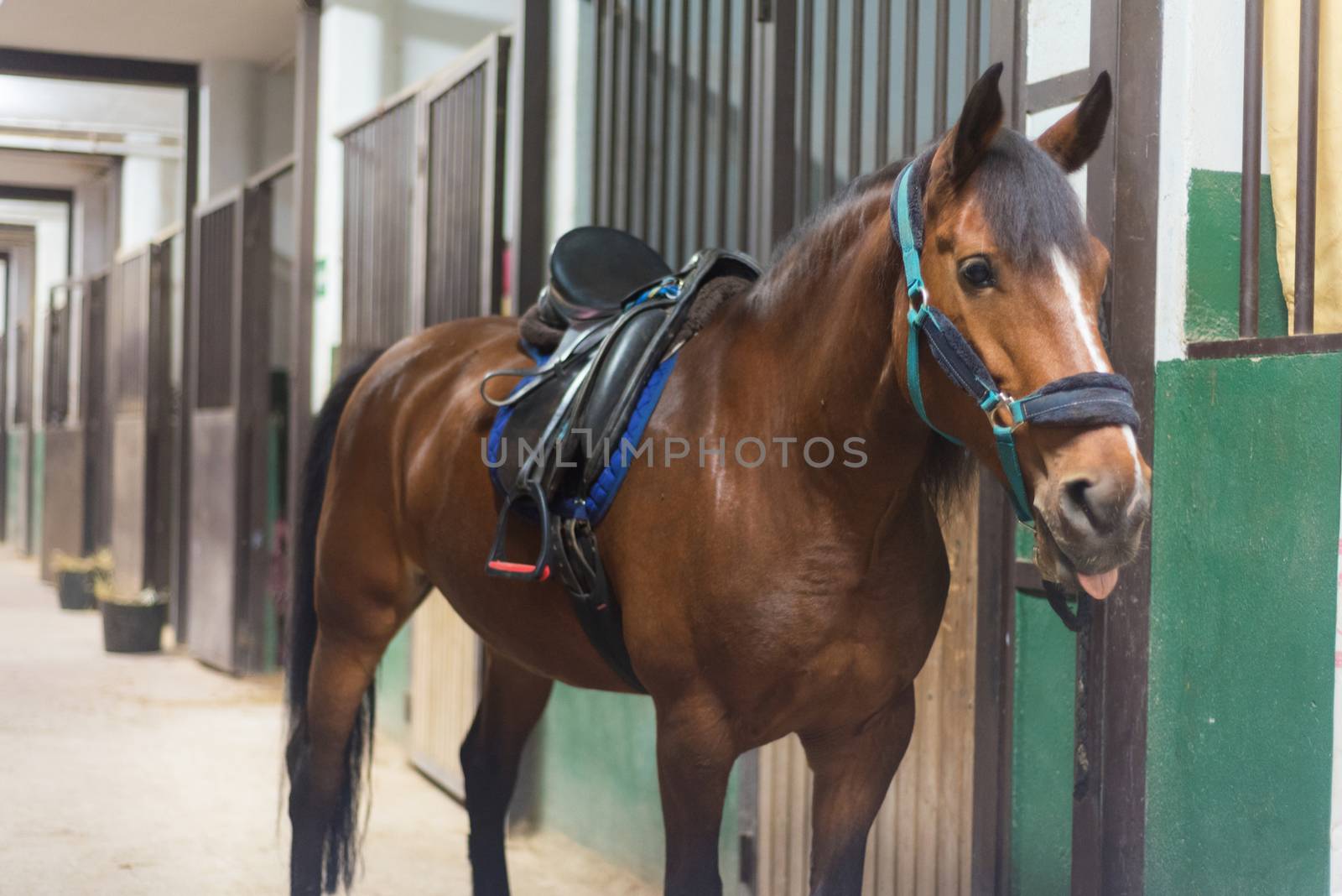 Brown horse in the stable