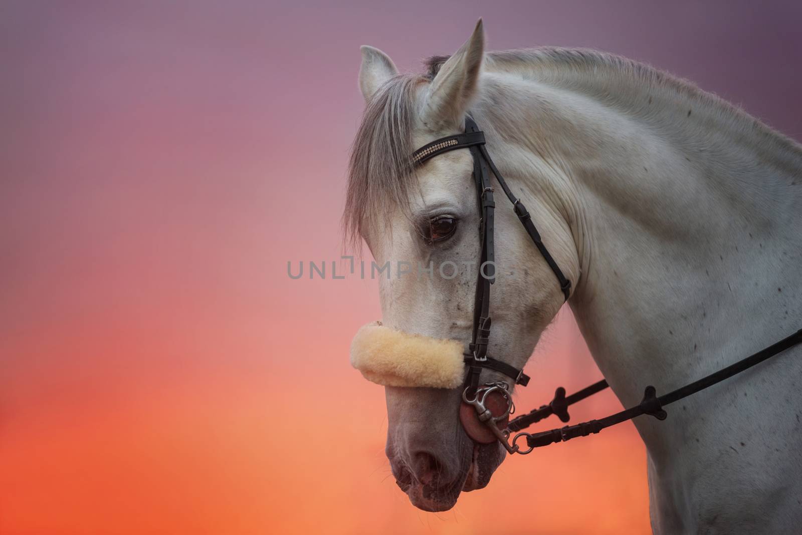 White Horse portrait at sunset 