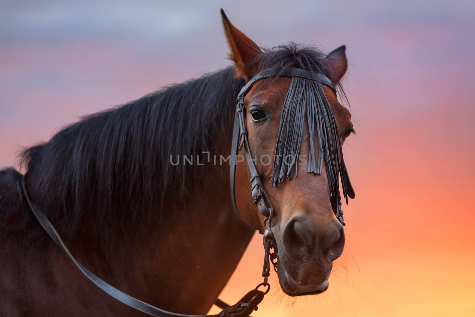 Horse portrait at sunset  by HERRAEZ
