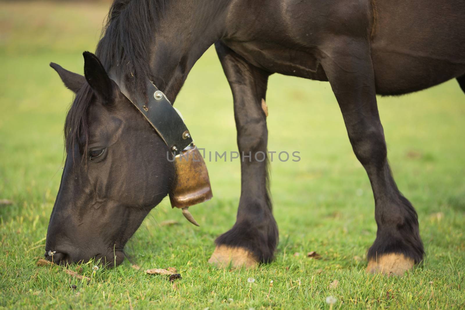 Horse on the meadow by HERRAEZ