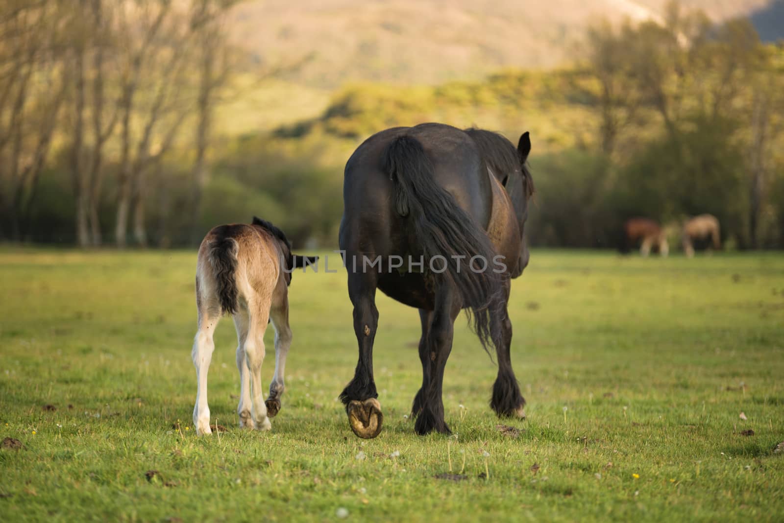 Mare and foal on the meadow by HERRAEZ