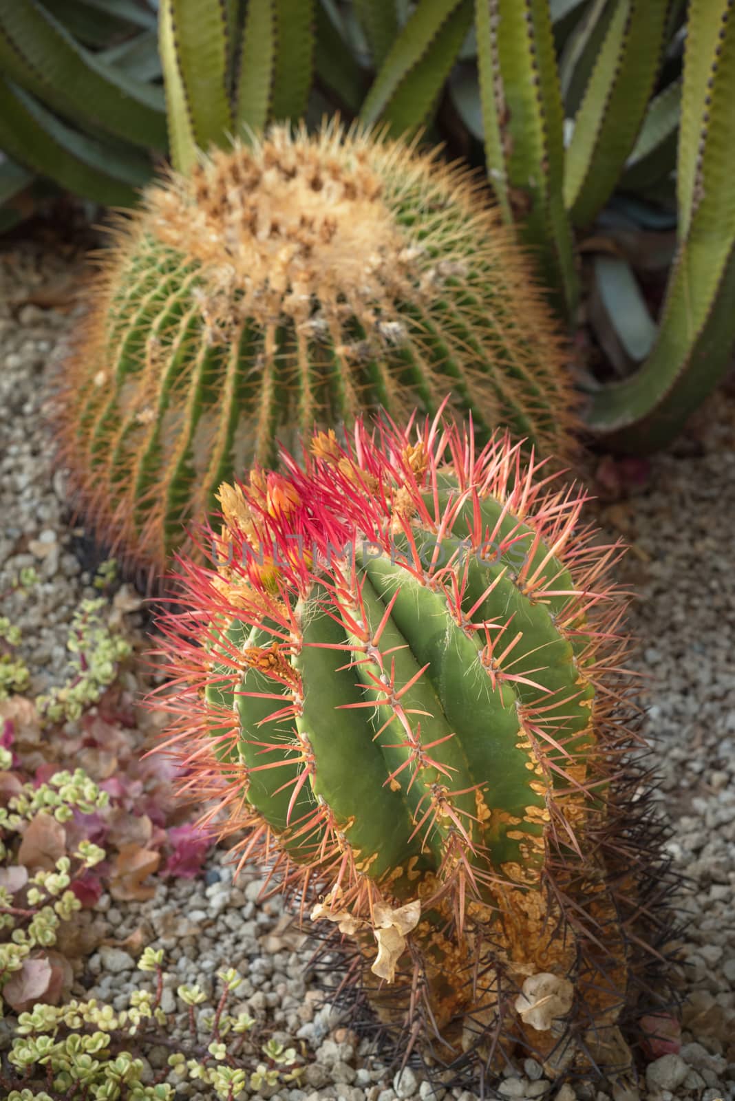 Cactus garden by HERRAEZ