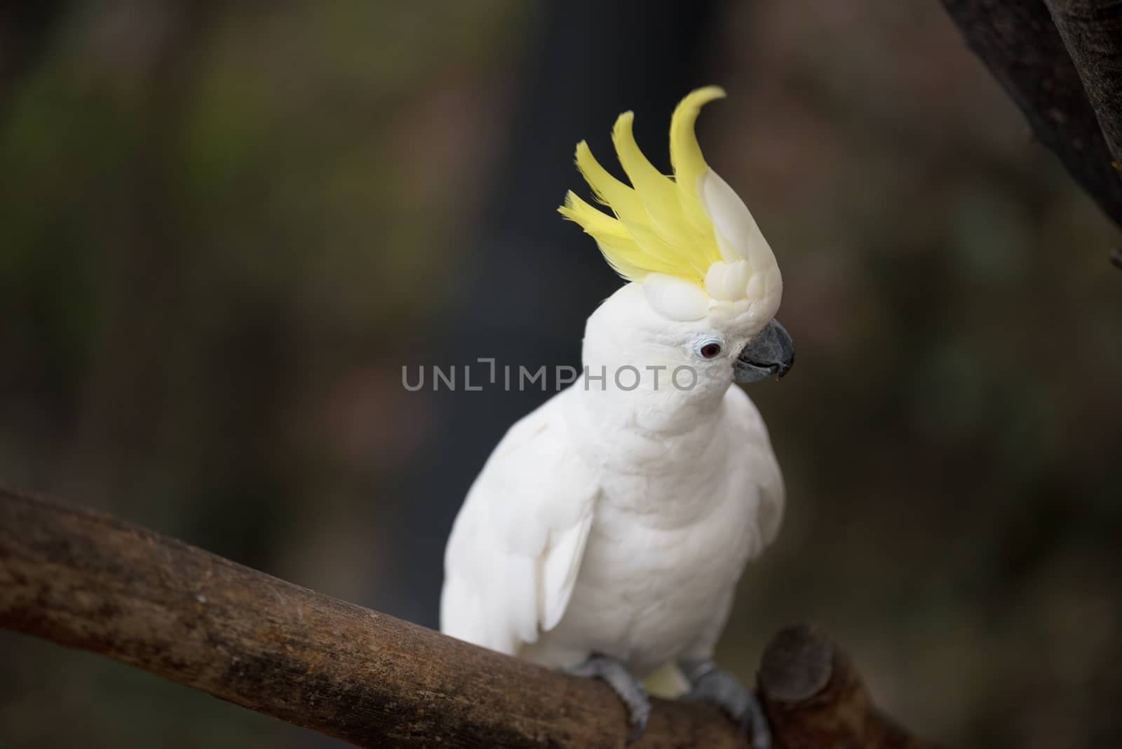 Sulphur crested cockatoo 