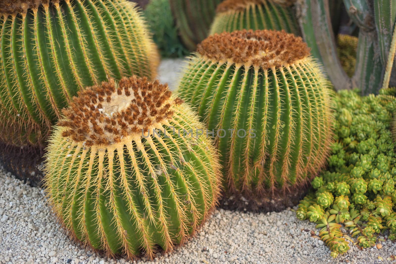 Cactus garden by HERRAEZ